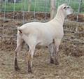 Sheep Trax Micah 494M